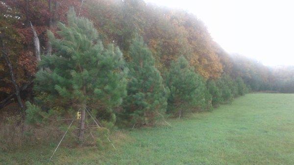 Moved evergreens along the back end of the property and doing well