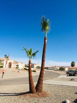 The Palm Tree Guy