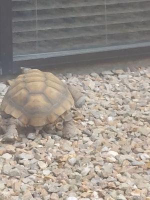 Welbrook Transitional Rehabilitation