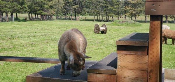 Trumpeter Inn Bed & Breakfast