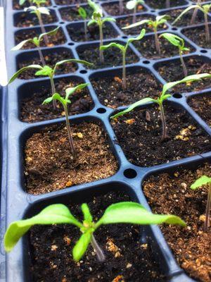 Small pepper plants growing fast!