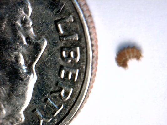 Beach Pest Control Service