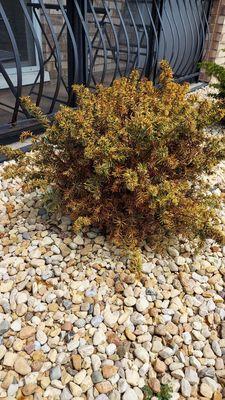 Camphouse Country Landscaping