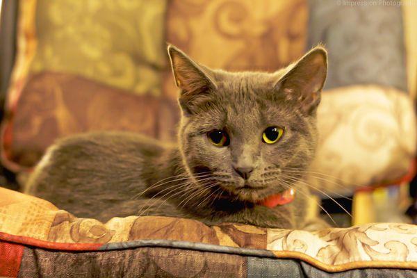 Impression Photography