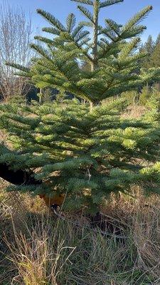 Fish Creek Tree Farm