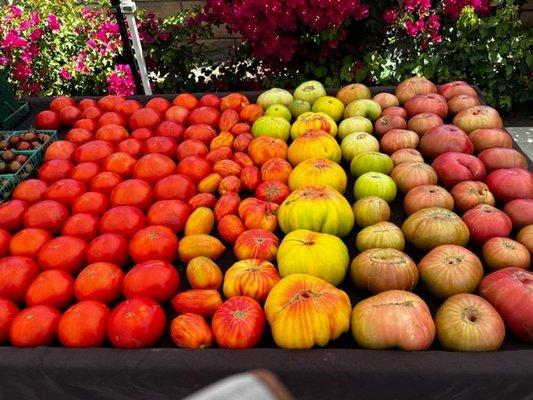 Heirloom Tomatoes Galore!