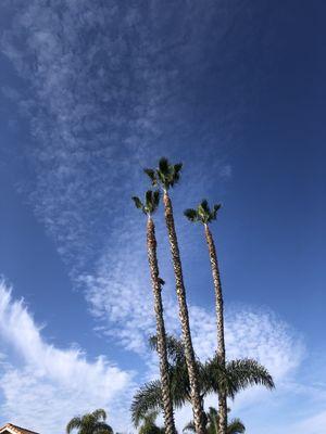 Rivera's Tree Services