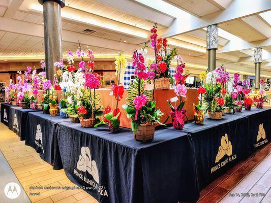 Hakalau, Big Island of Hawai'i. Home to Carmela Orchids, founded in 1960. On display + for sale @ Prince Kuhio Plaza. (2/14/25)