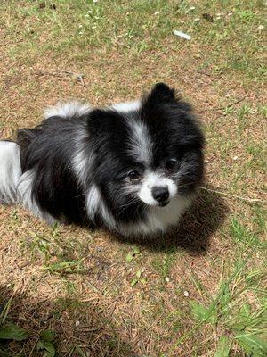 My Pomeranian was a full fluff mess and now he's perfect!