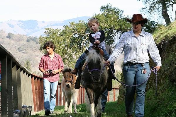 Fits Your Fancy Ponies