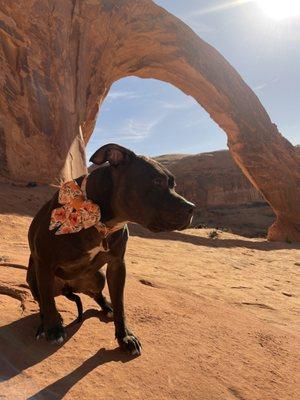 Moab Veterinary Clinic LLC