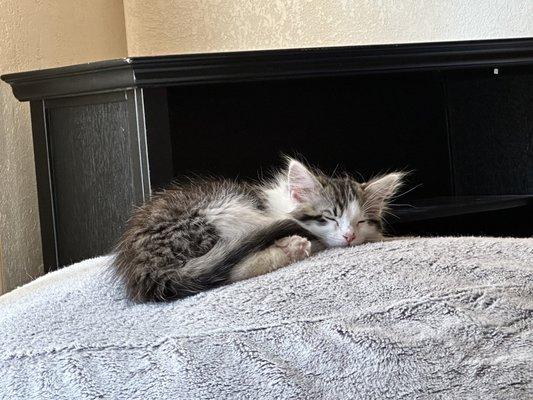 Animal Rescue of Tracy