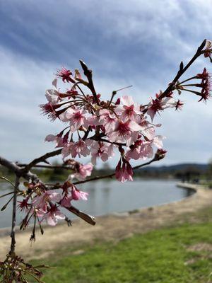 Lake Balboa/Anthony C. Beilenson Park
