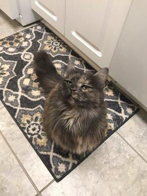 We offer a personalized pet care based on your pet's preferences and temperament.