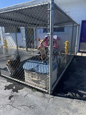 Woofs and Wiggles Dog Daycare & Boarding