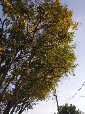 Geterdone Tree Service And Landscaping