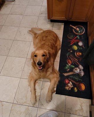 Pawfessional Pet Care