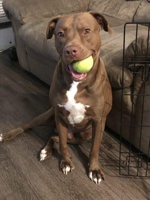 Huntsville Pet Clinic