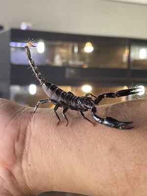 Desert Grown Reptiles & Exotics