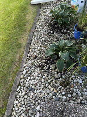 Large Hostas that replaced dead hydrangeas and weeds