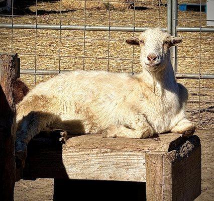 A fun place to bring the kids to talk to the animals.