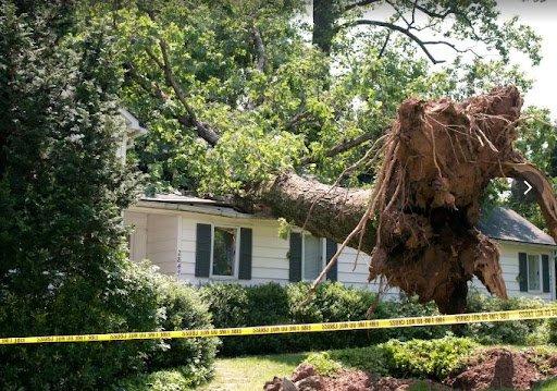 Lafayette Tree Trimming
