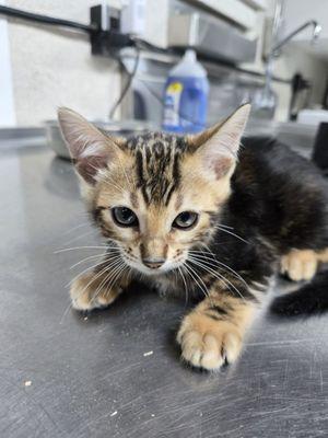 San Jose Bengal Cats