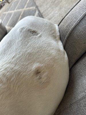 Makefield Animal Hospital