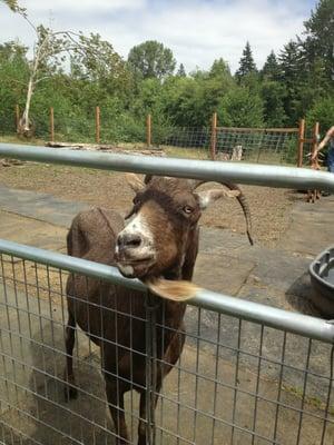 New Moon Goat Rescue