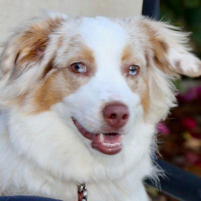 City Slickers Ranch - Toy And Mini Australian Shepherd Breeder