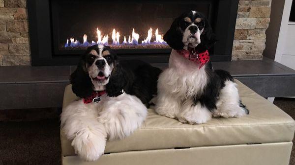 Burlington Dog Works