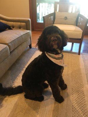 Brittany's Dog Salon