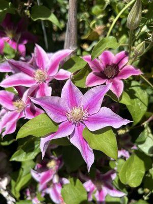 Armstrong Garden Centers