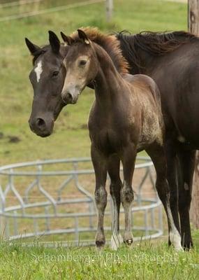 Dayton Ridge Farm LLC