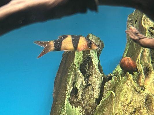 King Fish Aquarium & Pet Supply