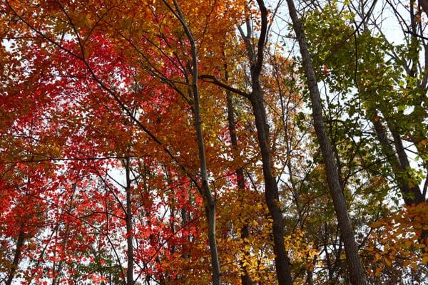 Trio of Colors along Gorge Trail
