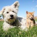 A-Quality Care Veterinary Hospital