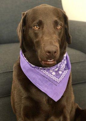 SophistiDog Grooming