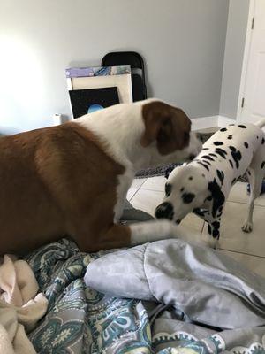 Furtabulous Pet Sitting