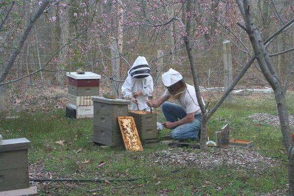 Fern Hill Apiary