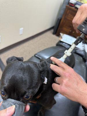 Tap tool for micro adjustments. Darby wasn't a fan of the sound, but handled it like a champ!