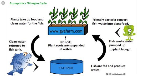 How Aquaponics works