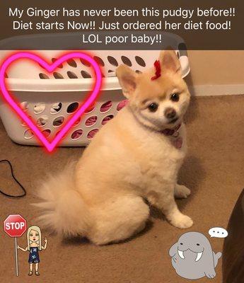 Noble Dog Shoppe & Spa