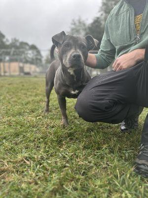 Colleton County Animal Services
