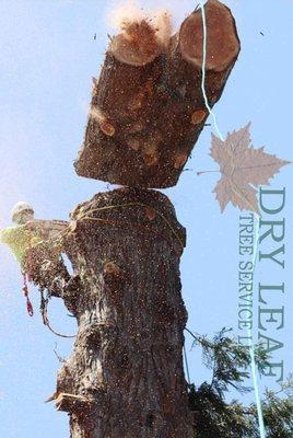 Dry Leaf Tree Service