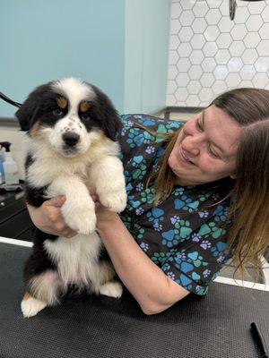 Pet Supplies Plus Attleboro