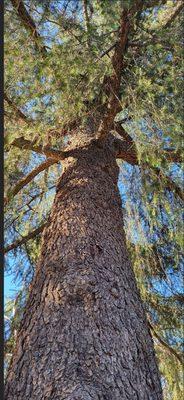 150 year old mature oak tree in NW corner of San Antonio Park, Uand