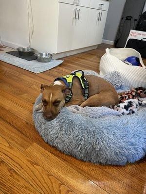TLC Pet Care by Marcia