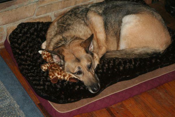 Sasha my German Shepard