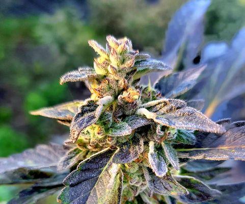 Diamond Cultivation Staffing